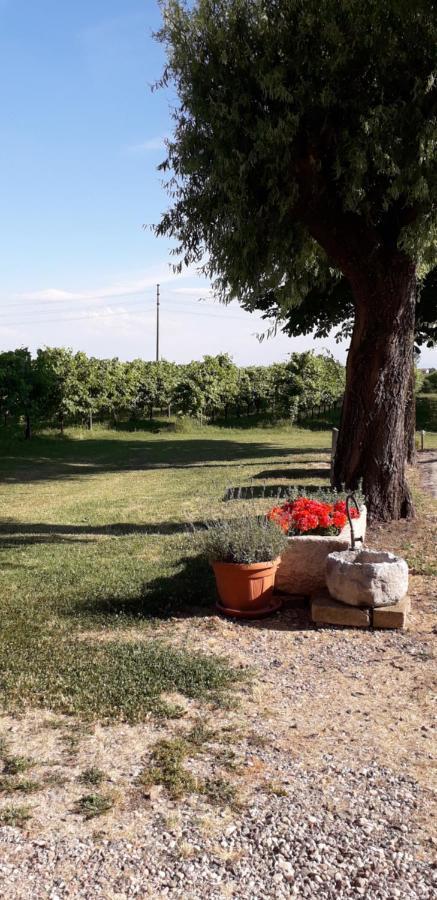 Agriturismo Vitae Fabbrico Exterior foto